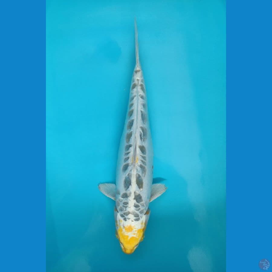 Kiko Matahari Antik - 37cm