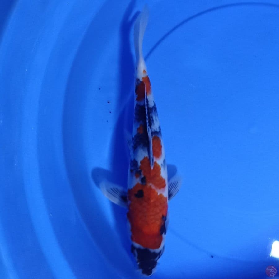 showa 30 cm up