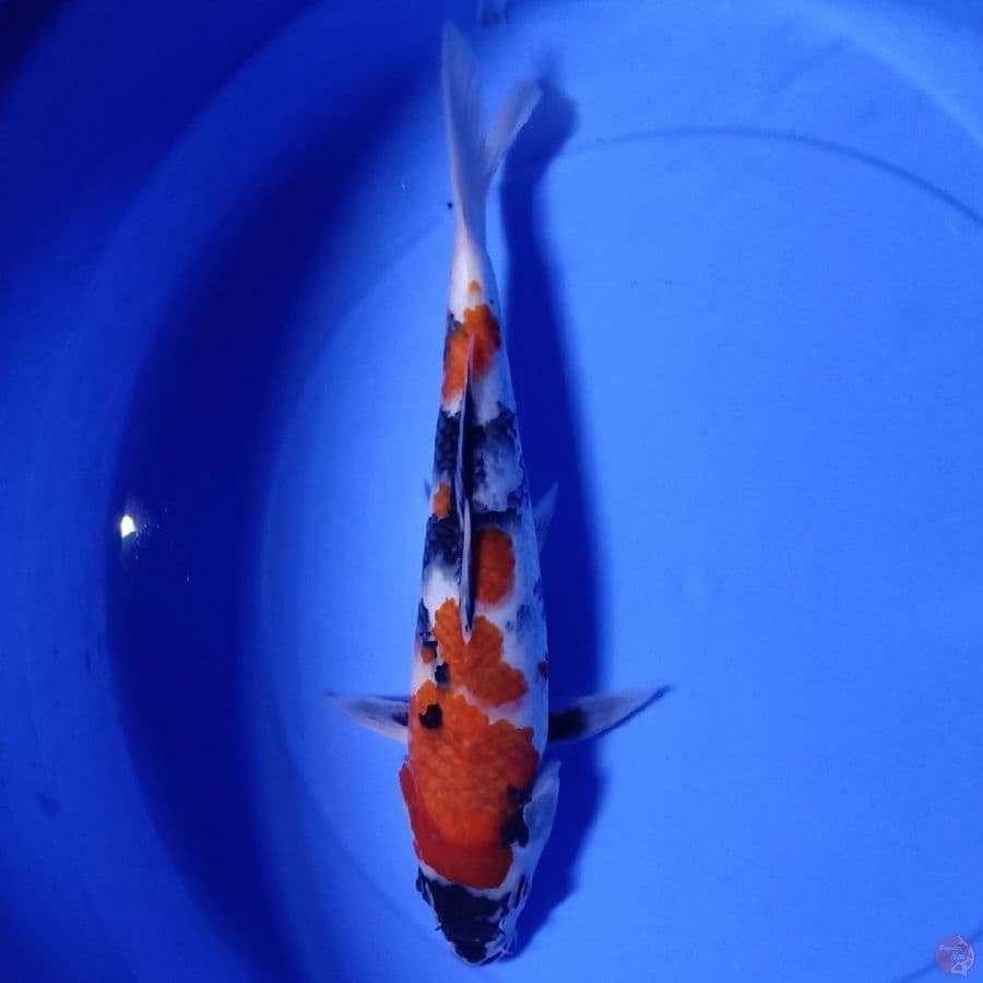 showa 30 cm up