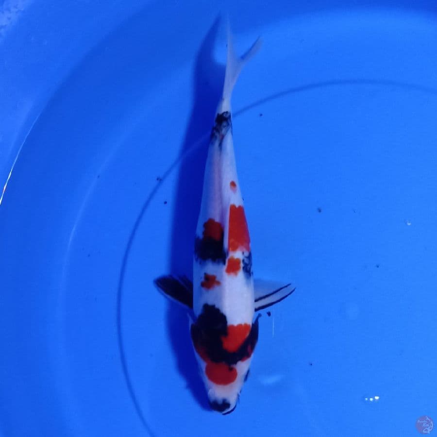 showa 30 cm