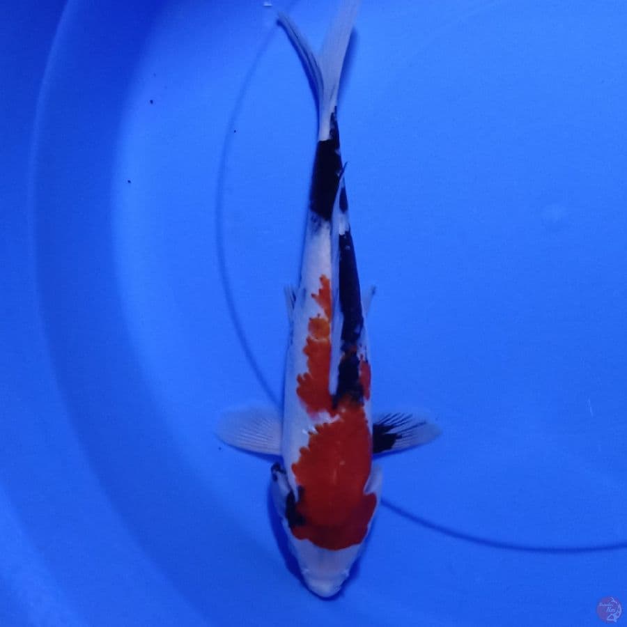koi showa 30cm up