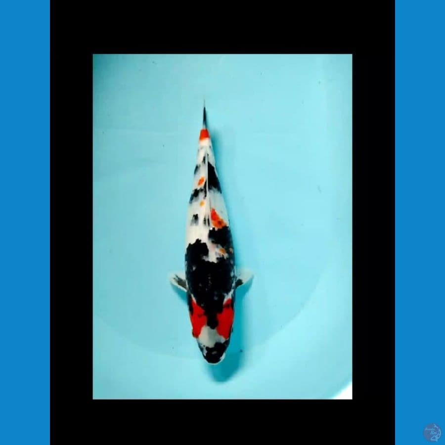 super kindai showa 34cm