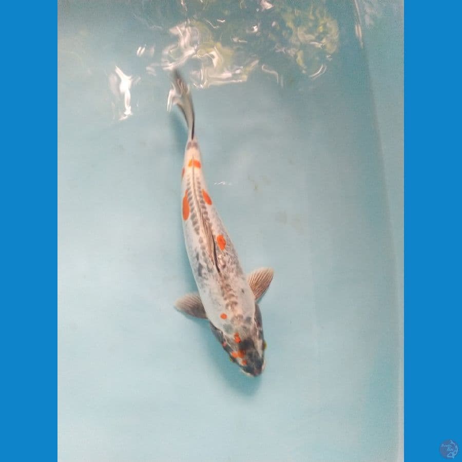 kiko ukur 33cm male