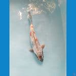 kiko ukur 33cm male
