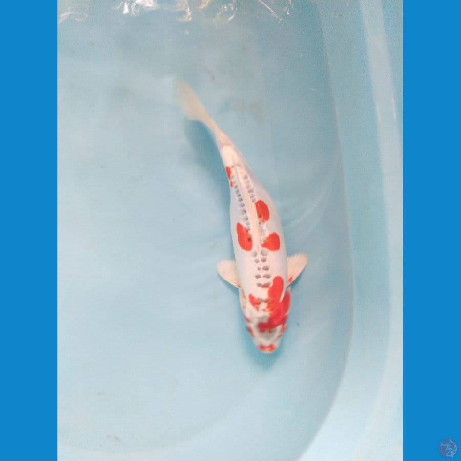 kujaku doitshu ukur 31cm male