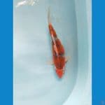 ochiba ukur 32cm male