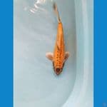 antikan kiko ukur 33cm male