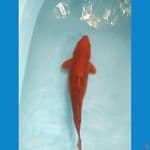 chagoi tembaga ukur 35cm male
