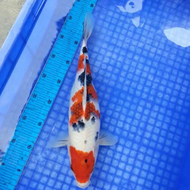 Sanke koromo