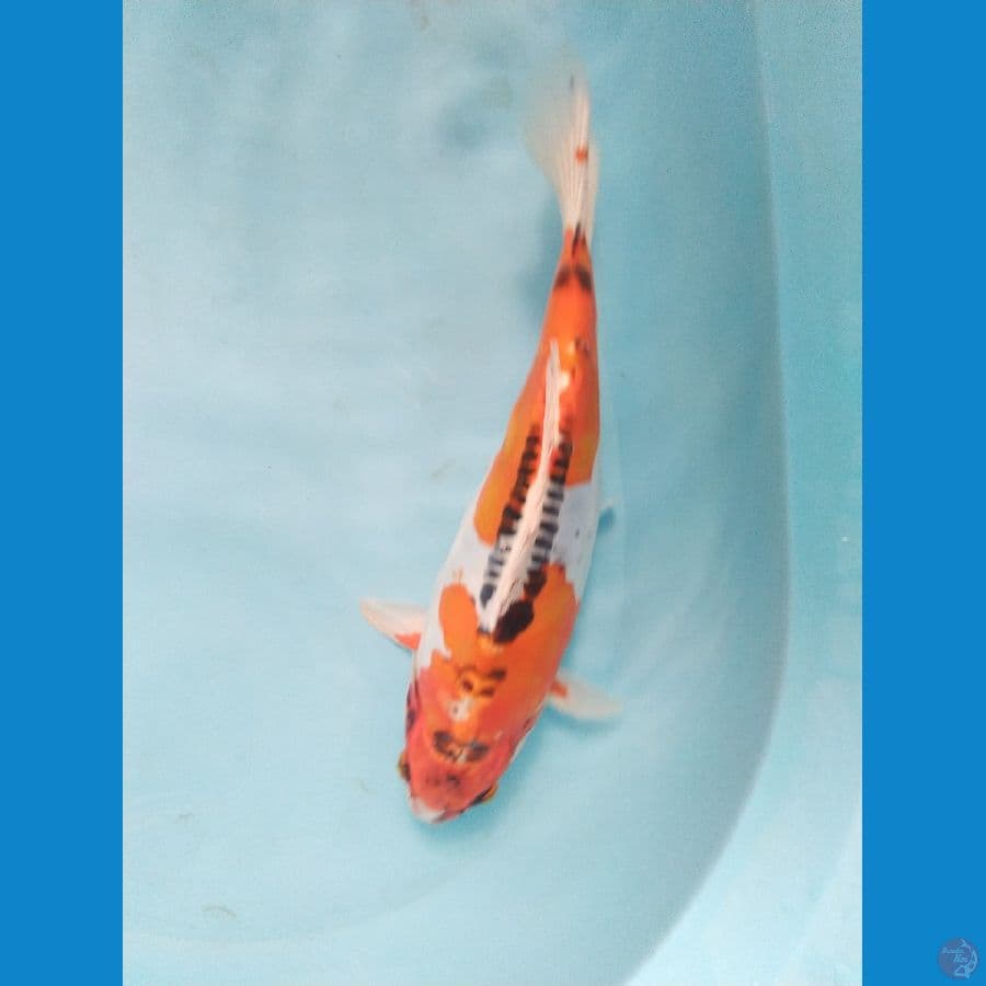 kujaku dhoitsu ukur 34cm male