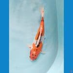 kujaku dhoitsu ukur 34cm male