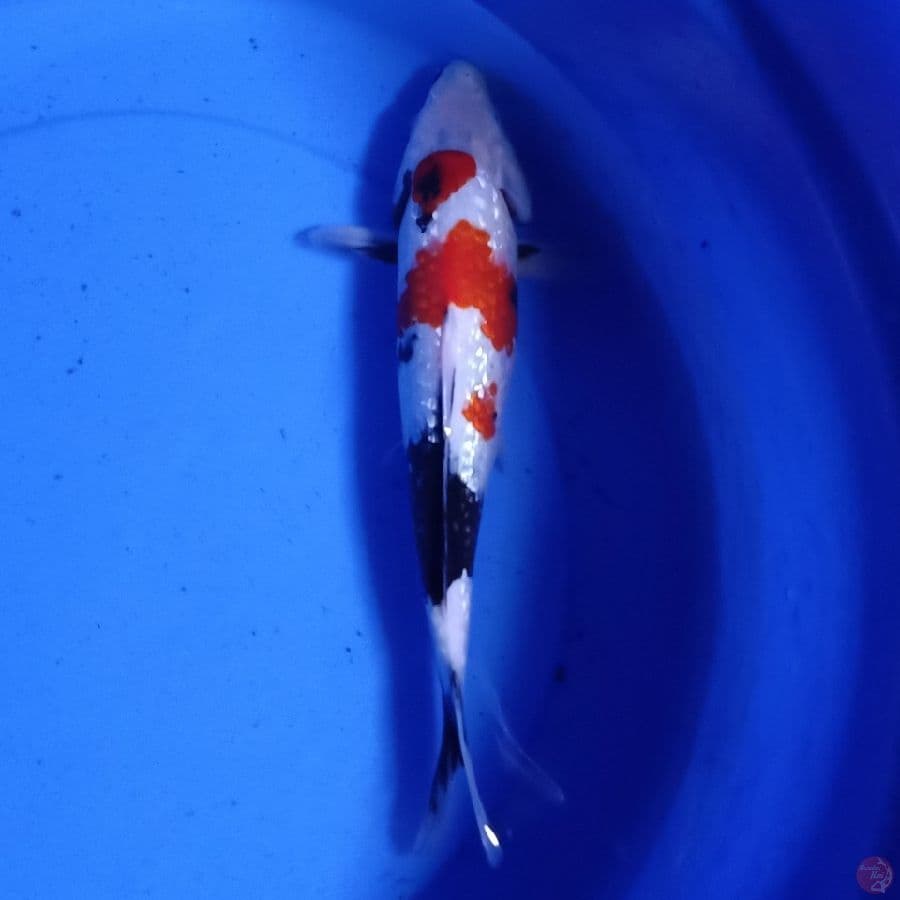 showa 30cm up