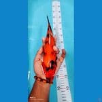 showa 30 cm