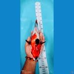 showa 31 cm