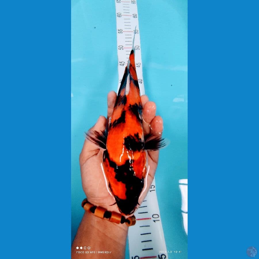 showa 30 cm