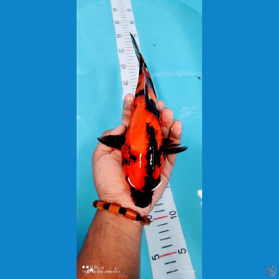 showa 30 cm