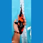 showa 30 cm