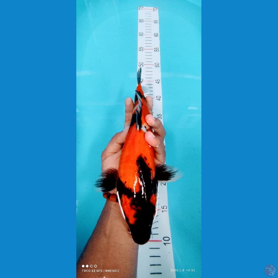 showa 30 cm 