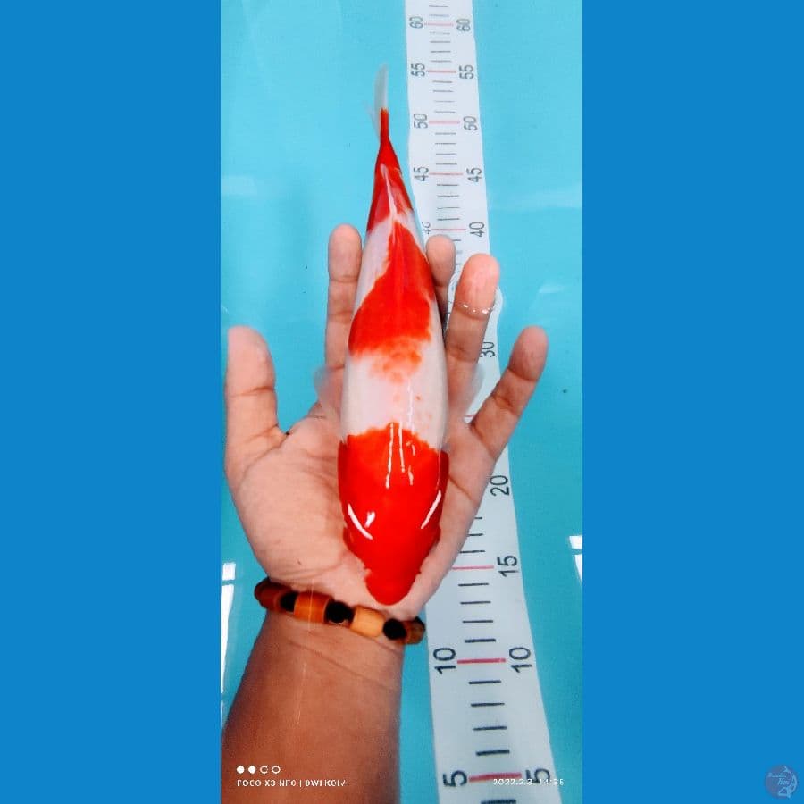 kohaku maruten 26 cm