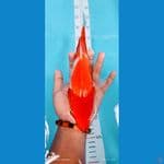 kohaku 29 cm