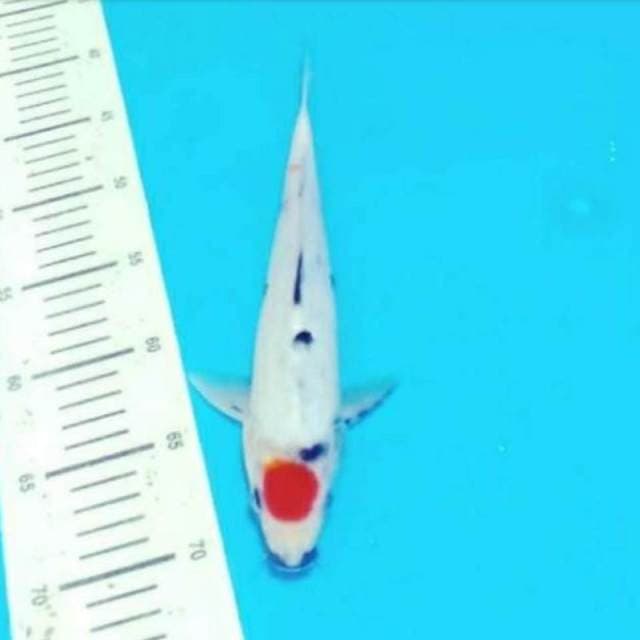 Tancho showa 29cm
