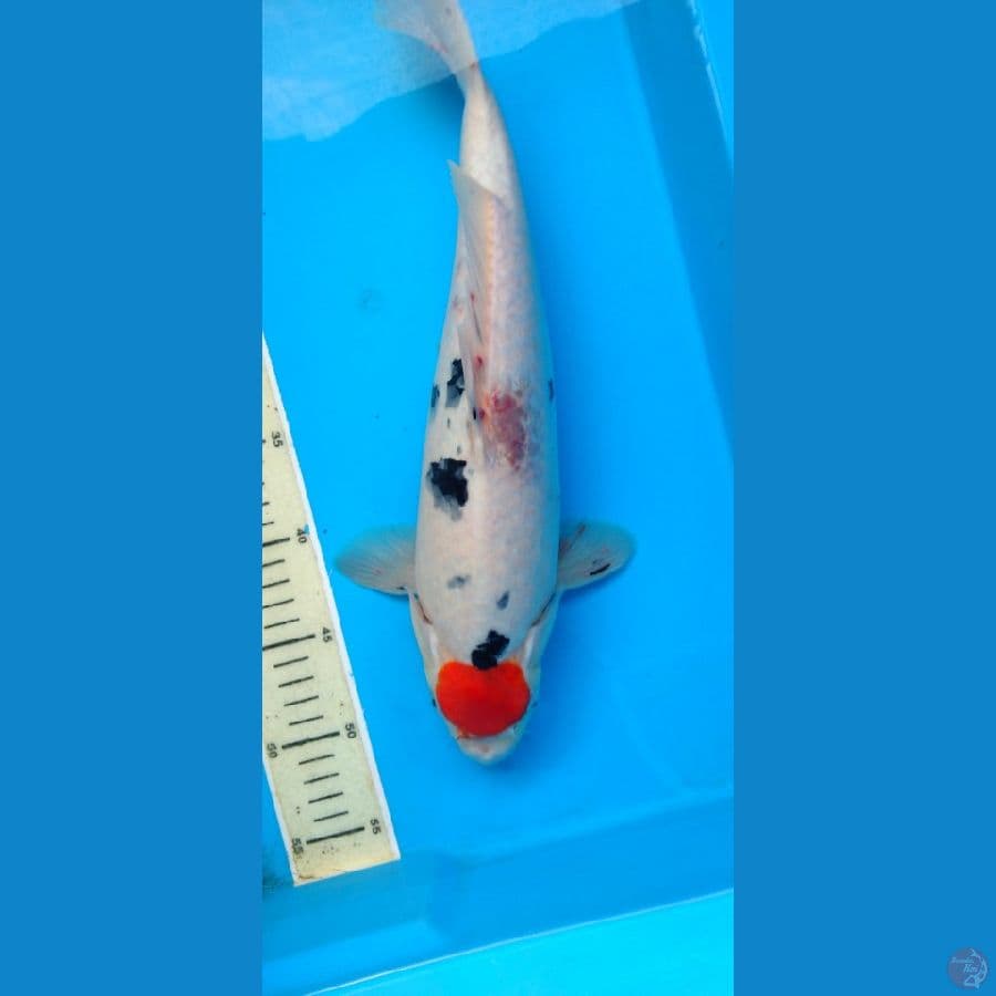 tancho sanke 38 cm