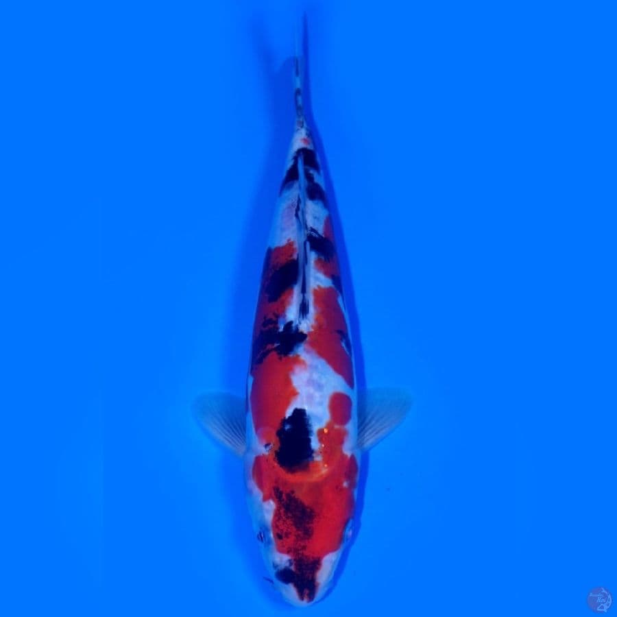 BAE 3 ~ SHOWA DOITSU SQ 24CM MALE