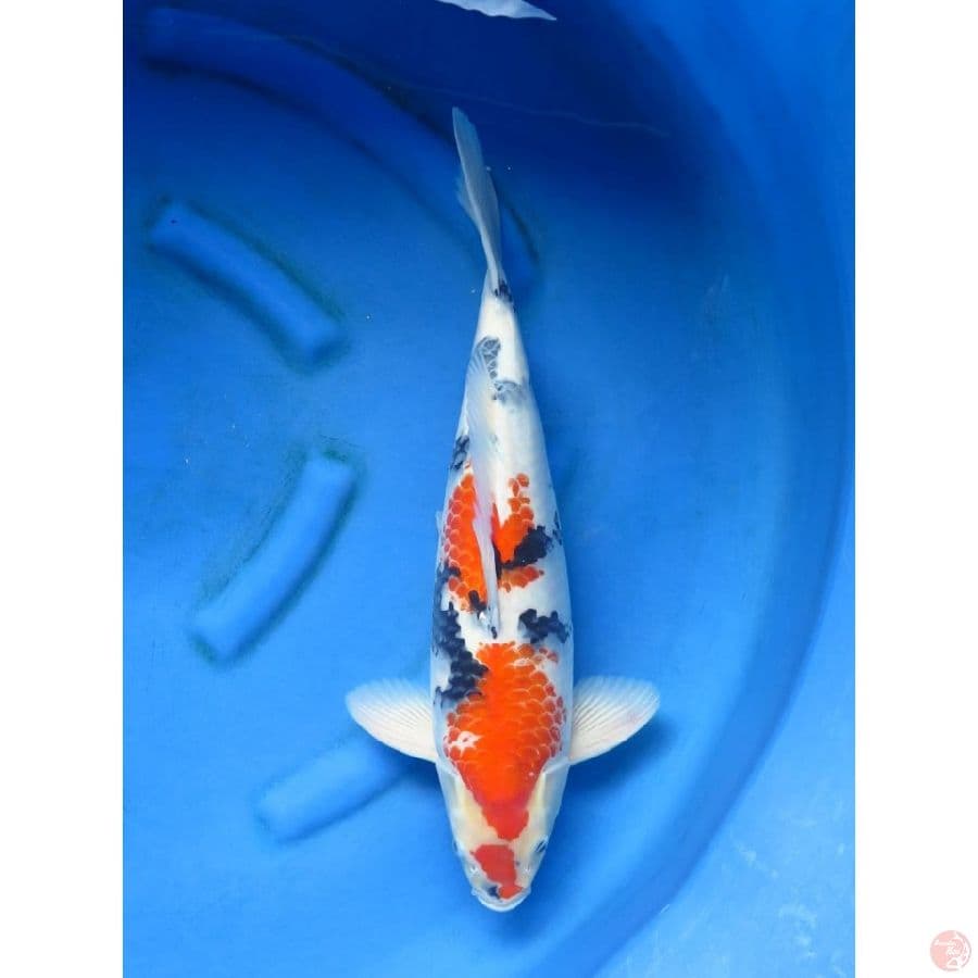 50cm - Jumbo Male Showa 