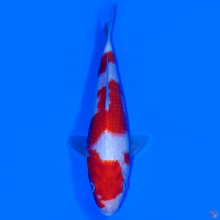 BAE 12 ~ SANDAN KOHAKU 24CM