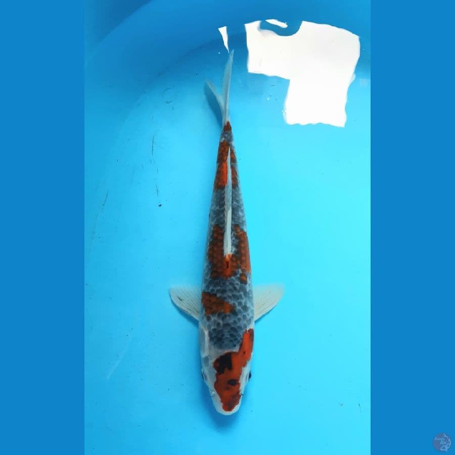 ghosiki 35cm 