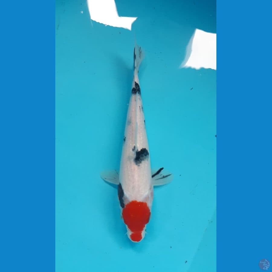tancho 24cm