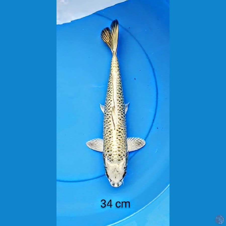 mukashi gold 34 cm