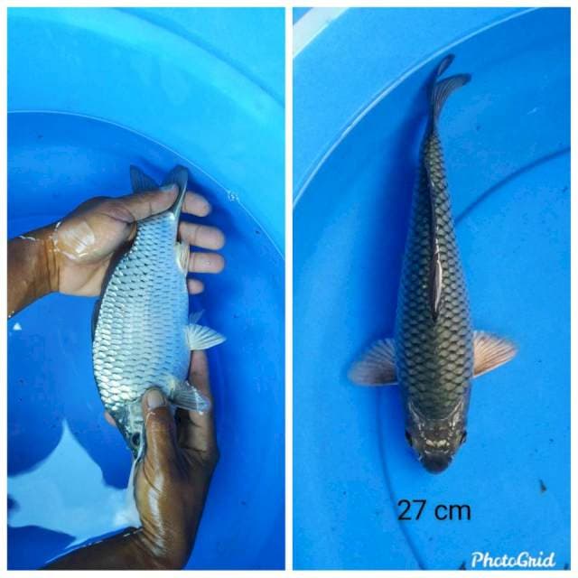 Soragoi punuk 27 cm