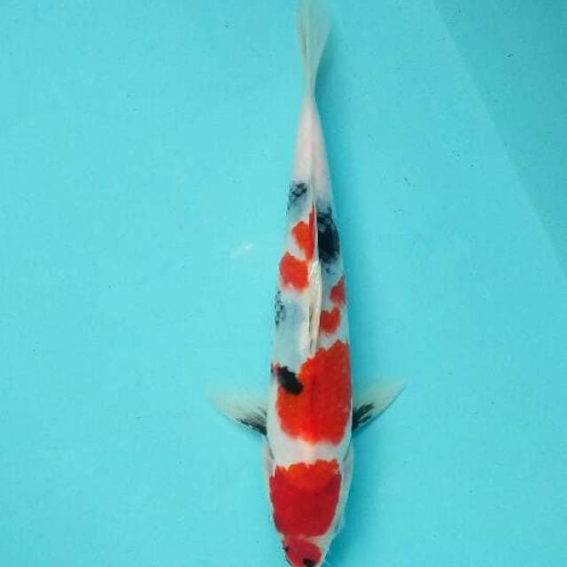 Showa