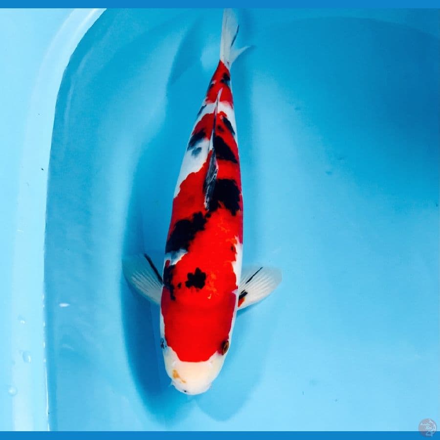 sanke, male 35 cm