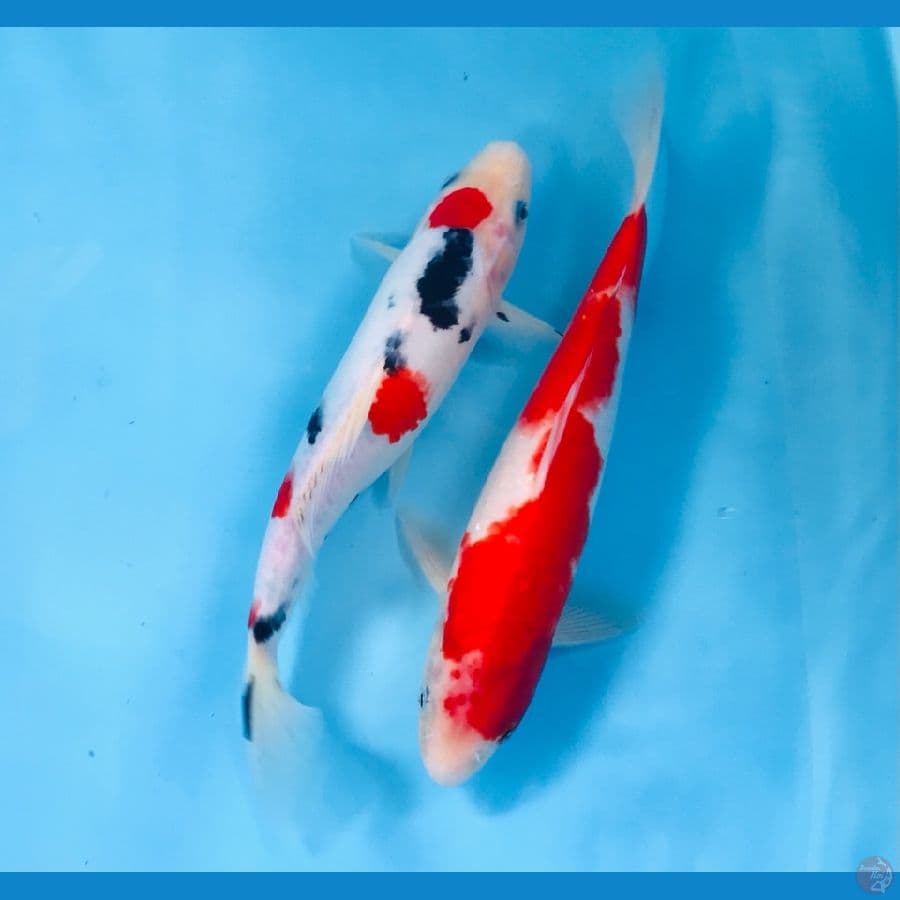 kohaku sanke, 25 up