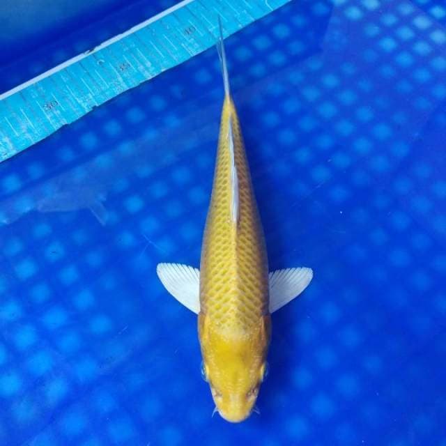 YAMABUKI OGON 23cm