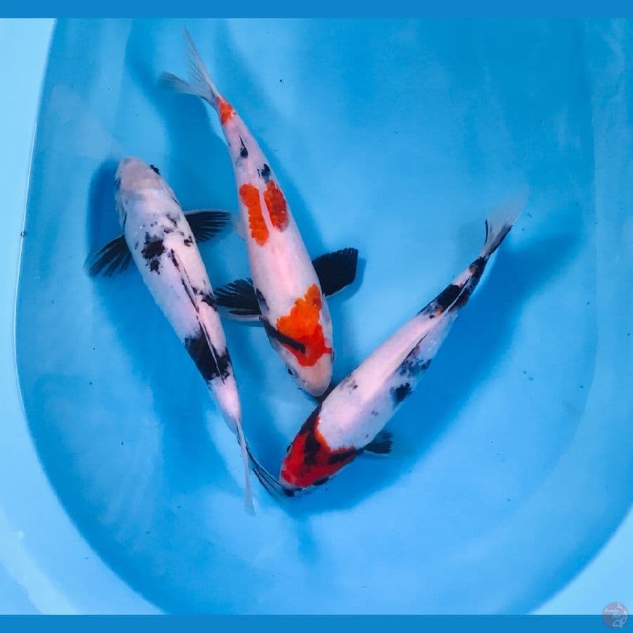 mix koi, 20 bu