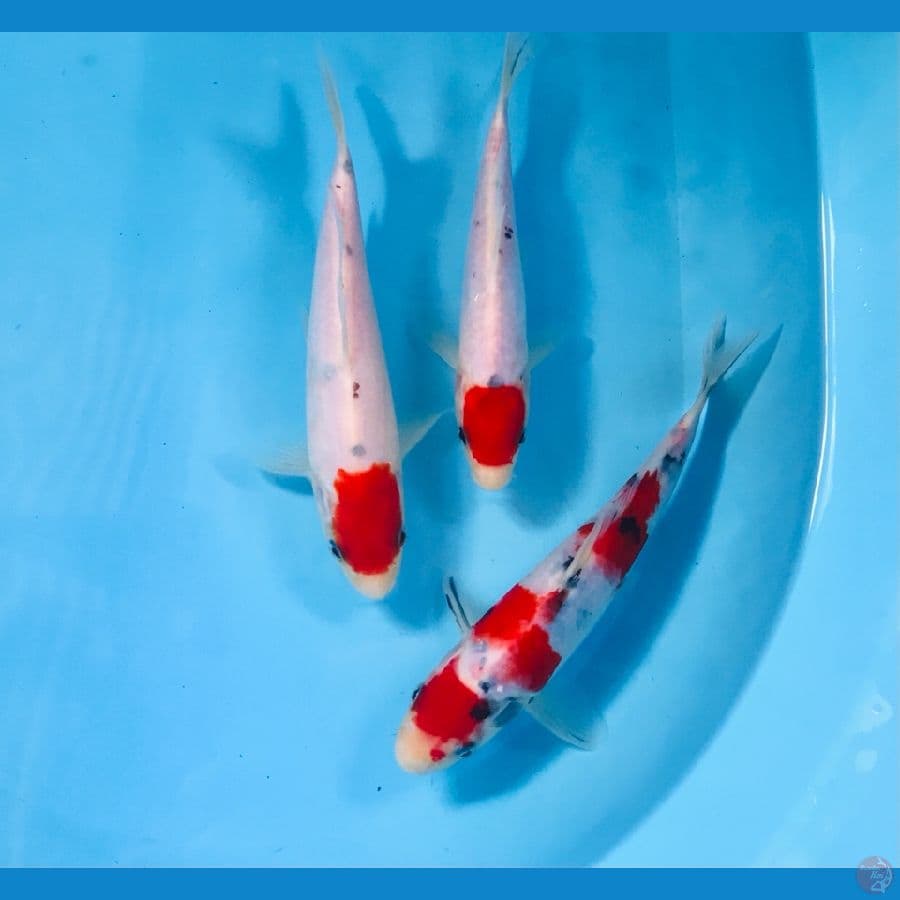 mix koi, 20 bu