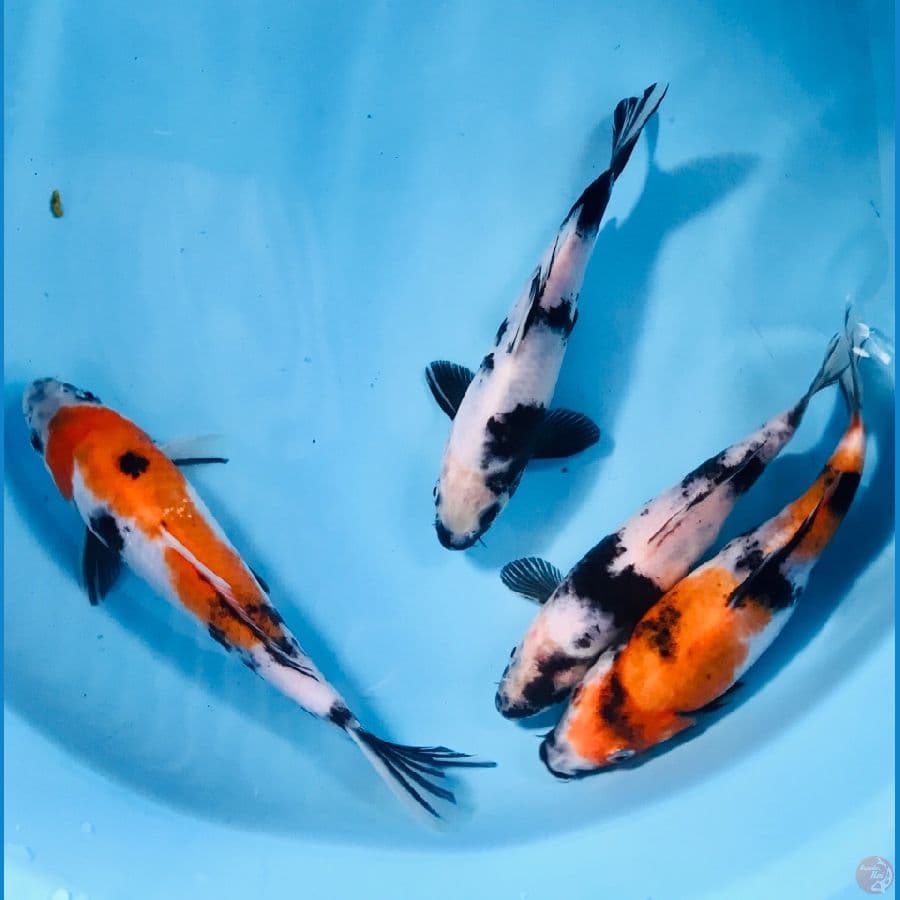 mix koi, 20 bu