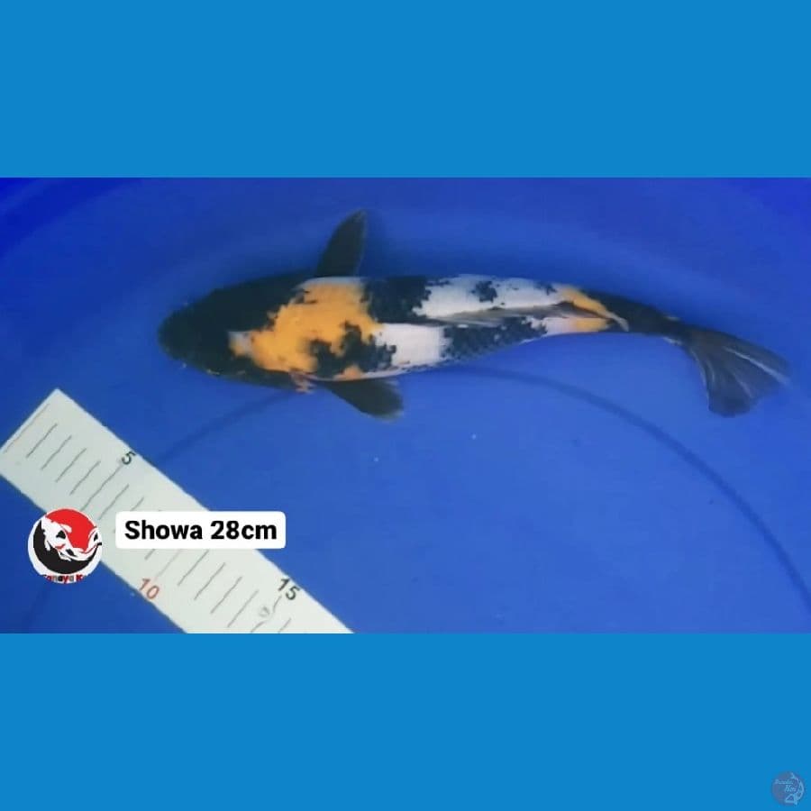 SHOWA 28CM --- CANAYA KOI FARM