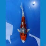 Kujaku 24 cm Prestasi Jogja Koi Show