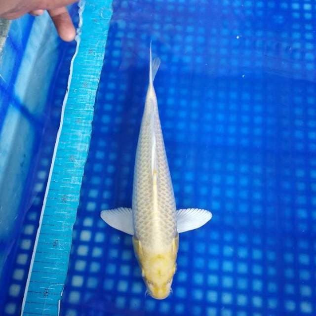 Hariwake 29cm