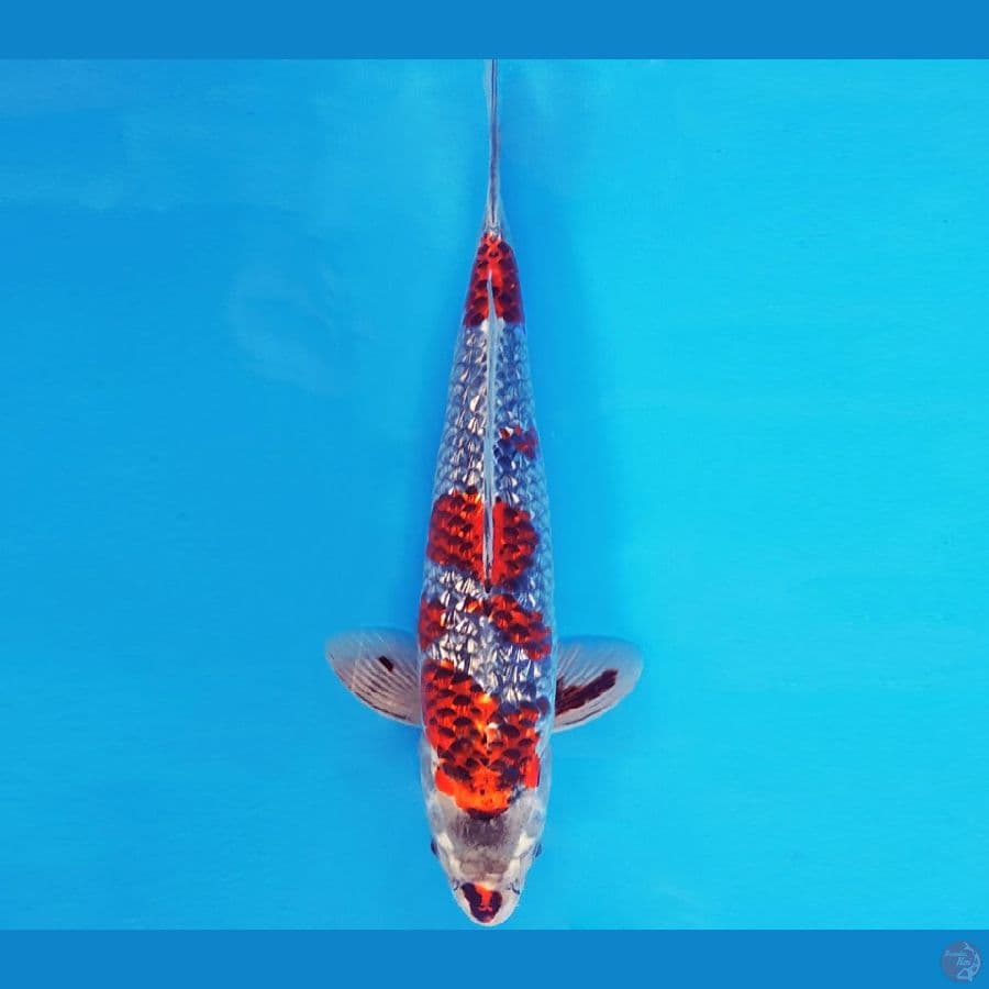 YAMATO 1 ~ BENI GINGA GIN RIN 33 cm/male ®