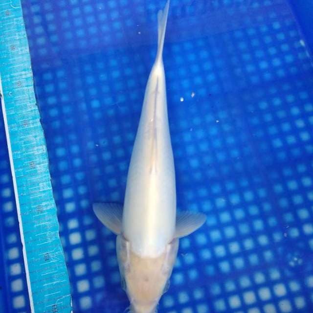 Shiromuji doitsu 33cm