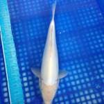 Shiromuji doitsu 33cm