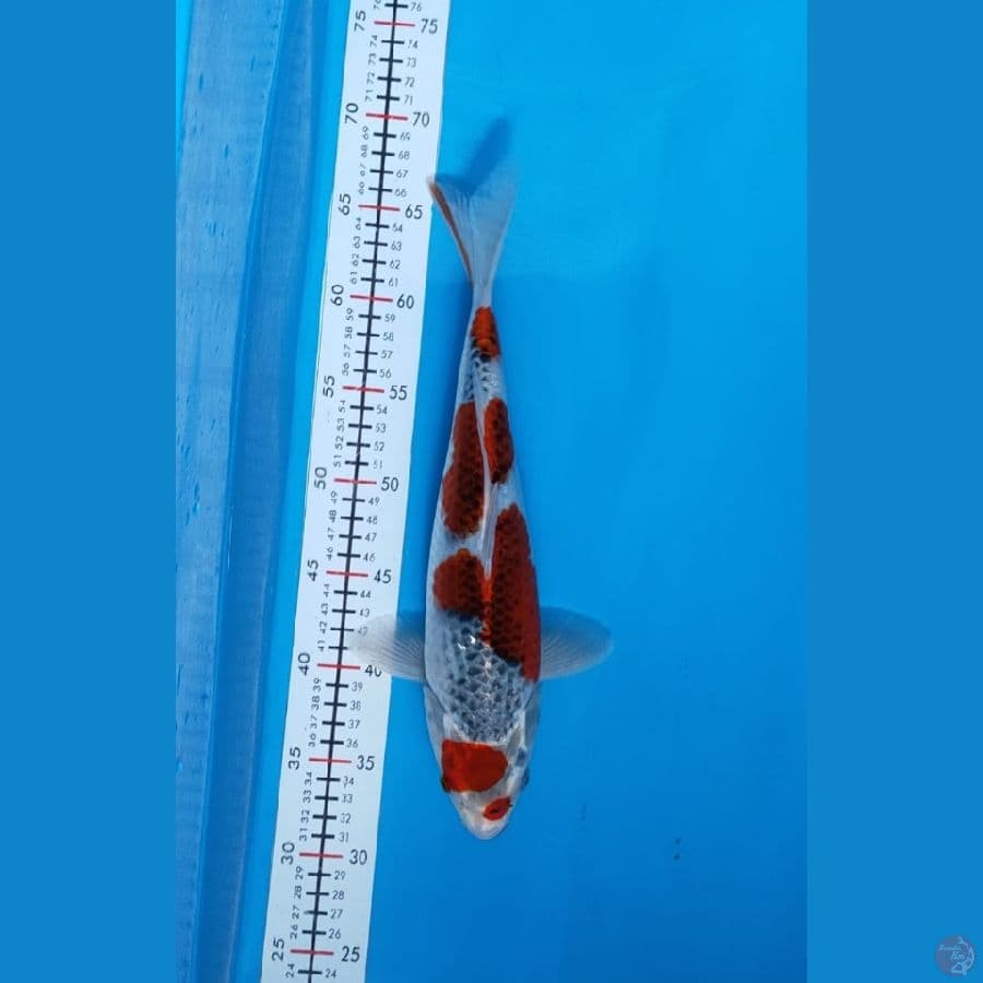 Ghosiki 36cm