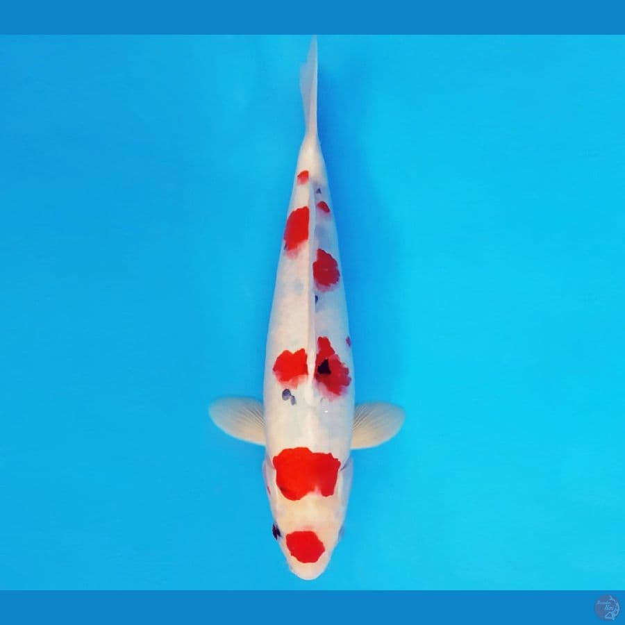YAMATO 2 ~ TAISHO SANKE 33 cm/male ®