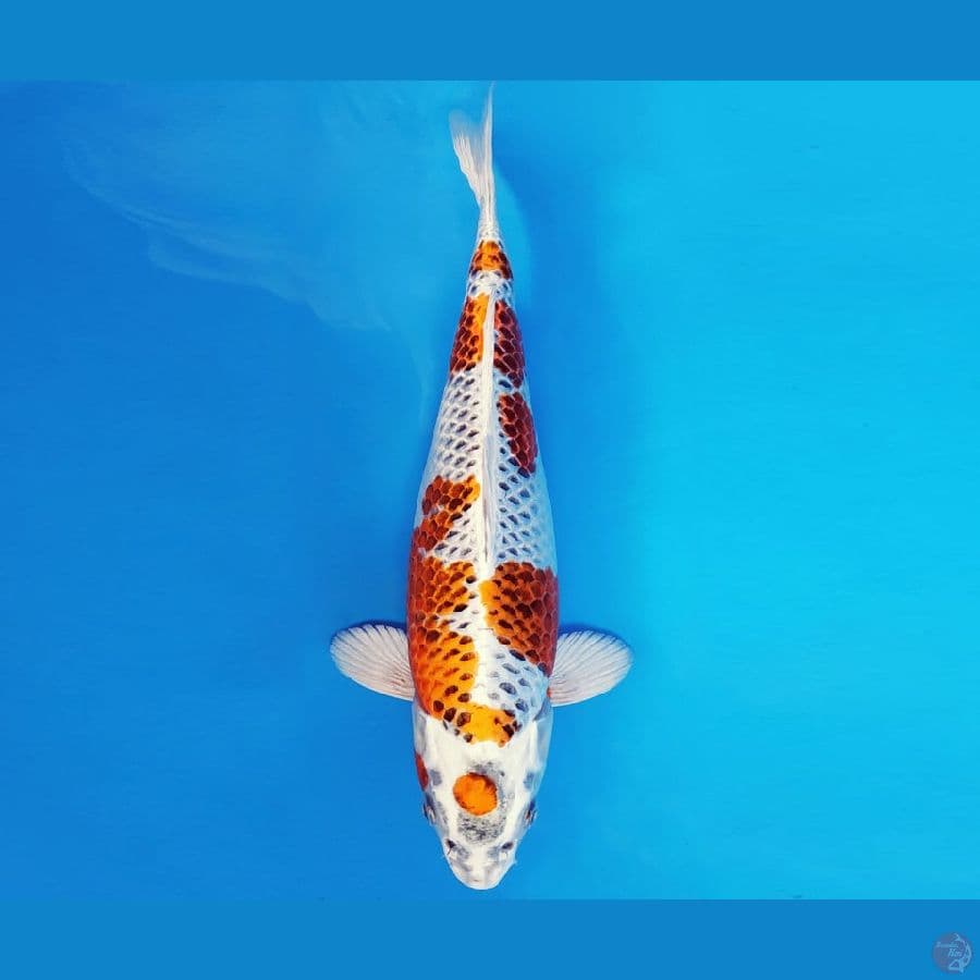 YAMATO 3 - MARUCHI KUJAKU 33 cm/male ®