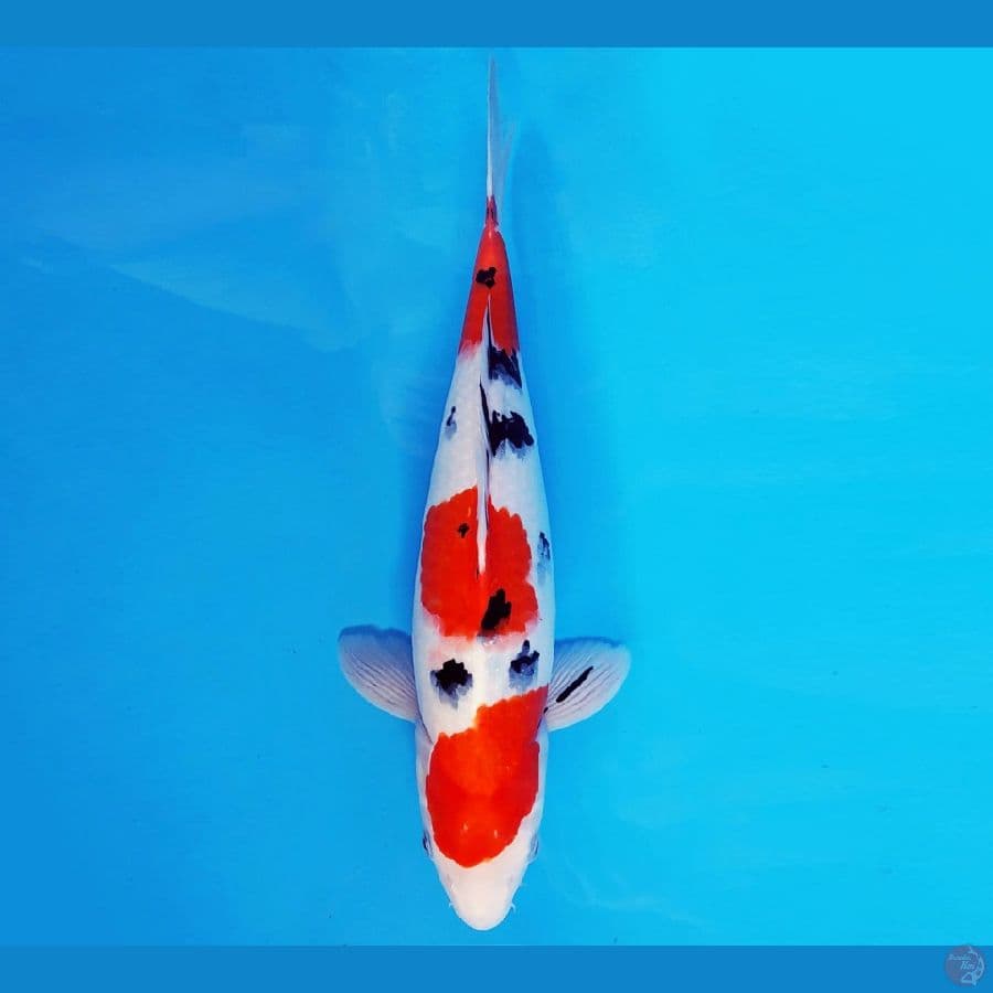 YAMATO 5 - SANKE 36 cm/fm ®